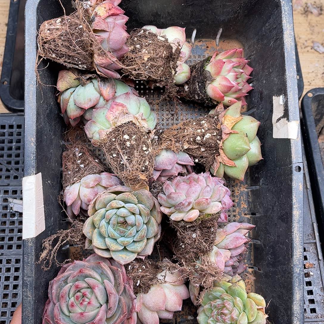 多肉一物一拍23-100