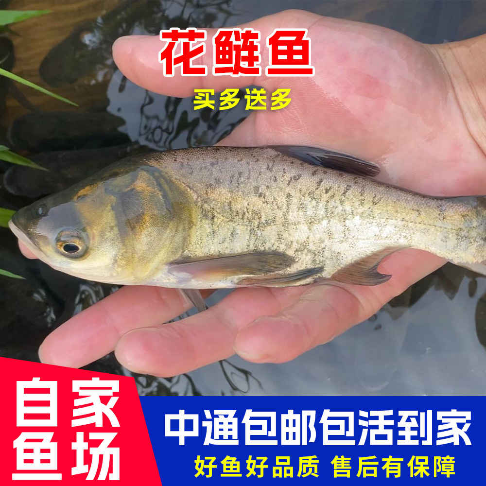 花鲢鱼 淡水食用观赏鱼