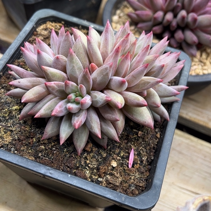 虞美人 羽毛纹 夏鸣园艺