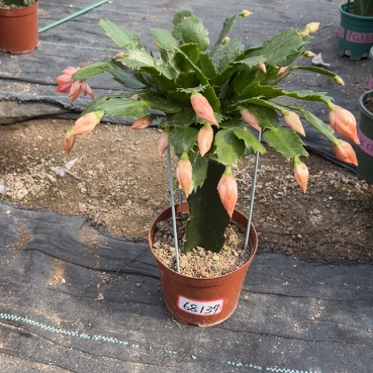 *****2220橙色重瓣6813