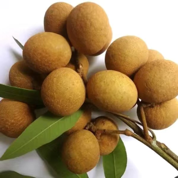 广东高州龙眼【储良龙眼】整箱5.5斤 短枝叶净重4斤