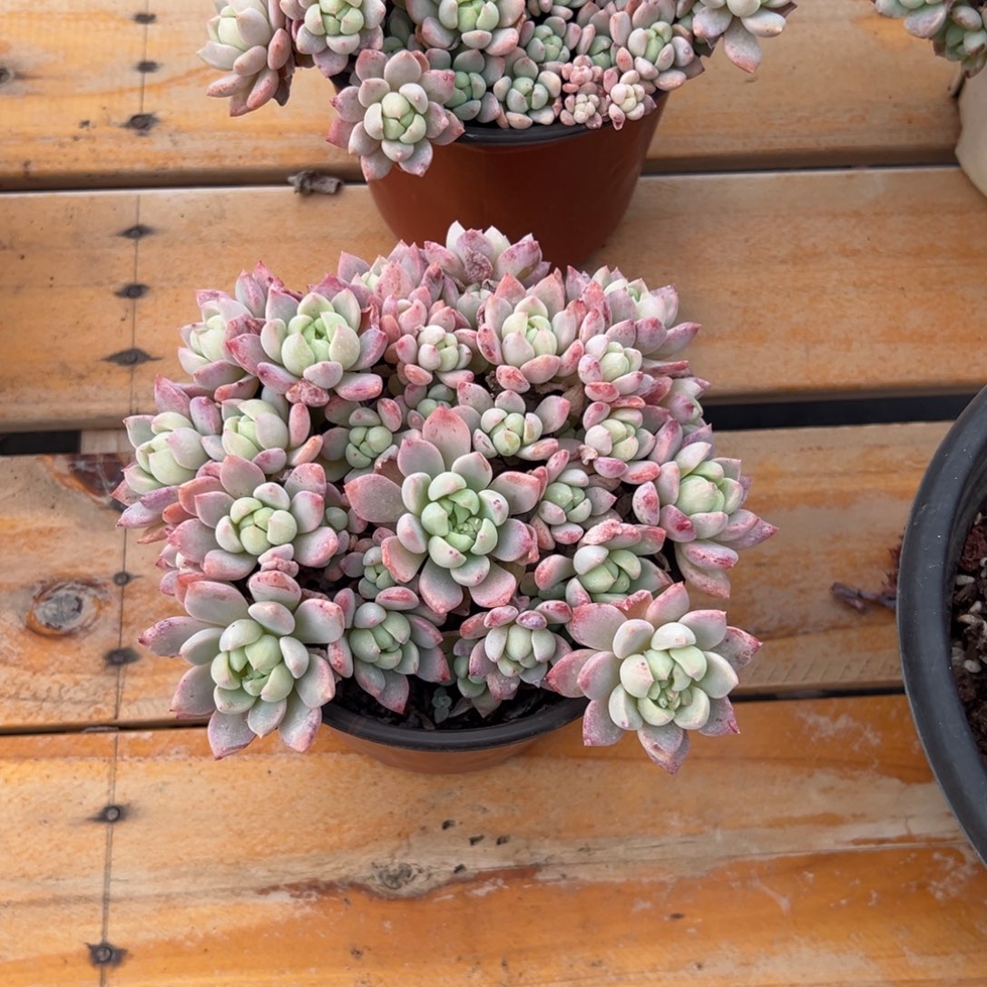 多肉桃酥【非偏远满18包邮】