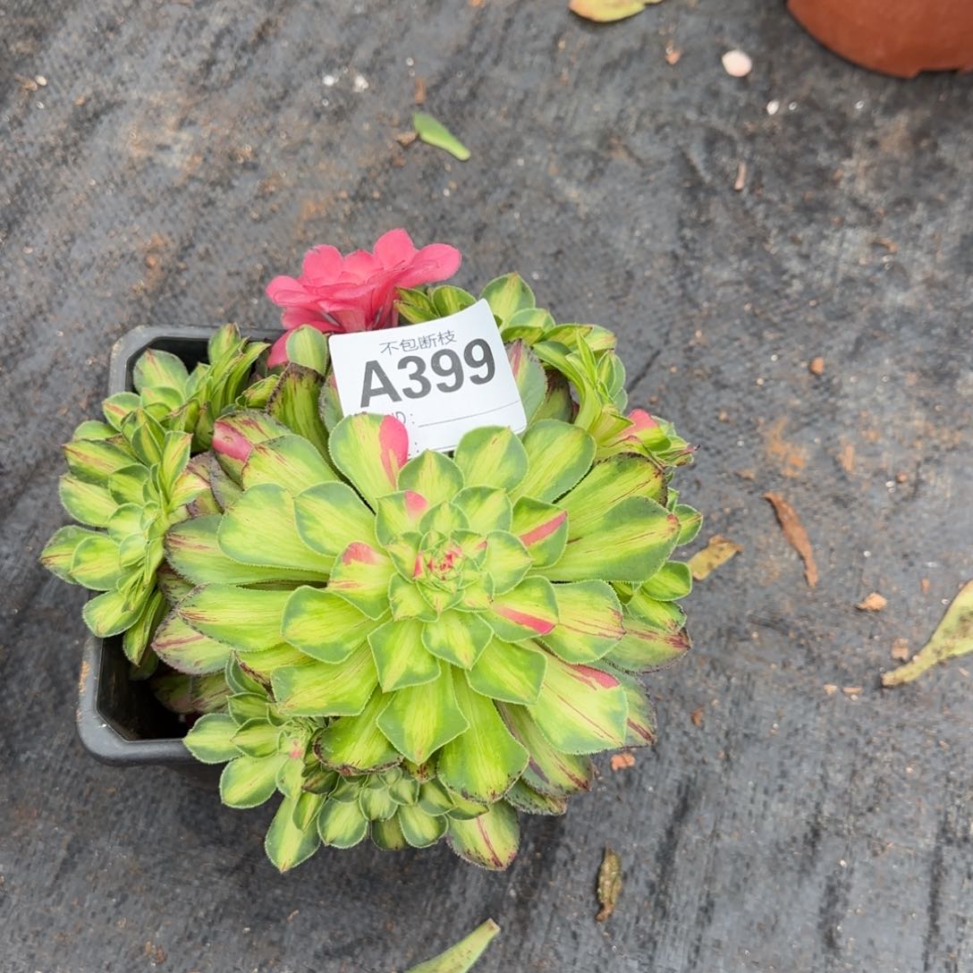 知否多肉植物399