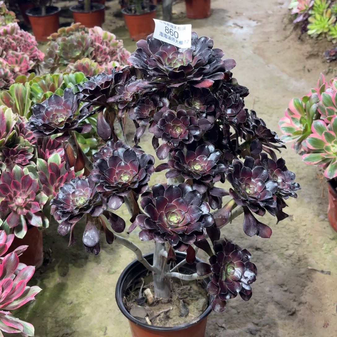 860黑法师多肉植物法师