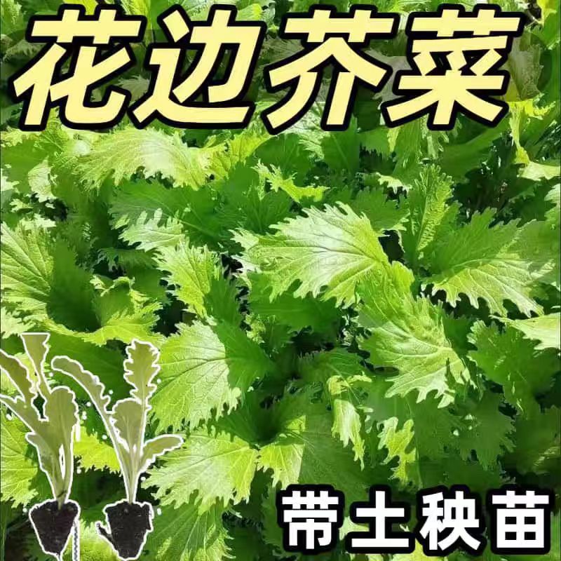 【花边芥菜】种苗云南特产明目清肠可种植蔬菜秧苗