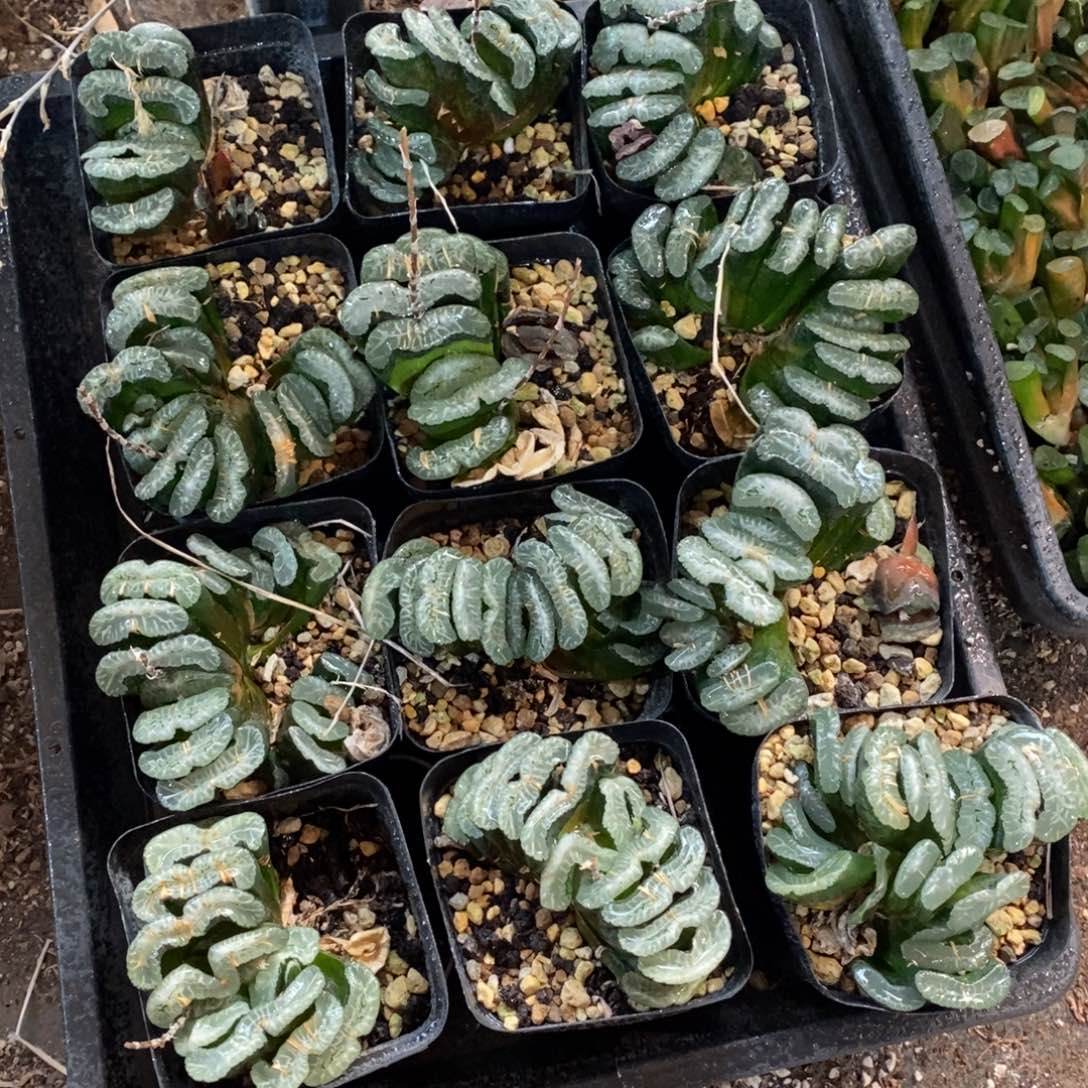 3025 一颗周正大玉扇 元旦整点福利