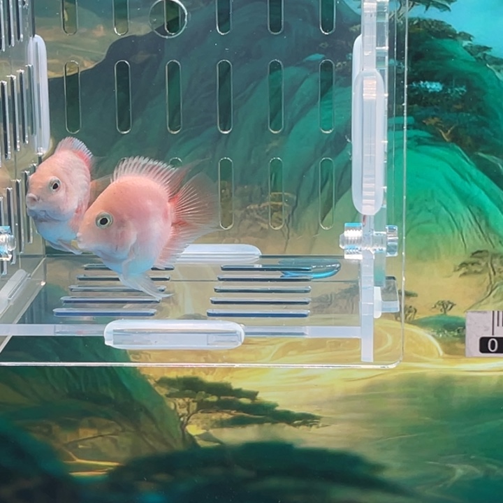 鹦鹉鱼胭脂粉一对15号单