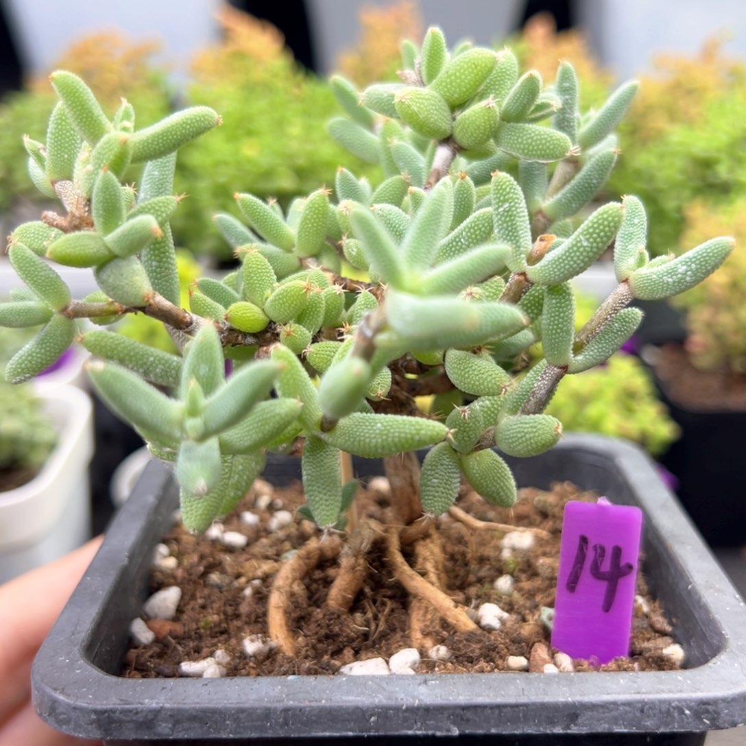 14号造型腿玉米一物一拍