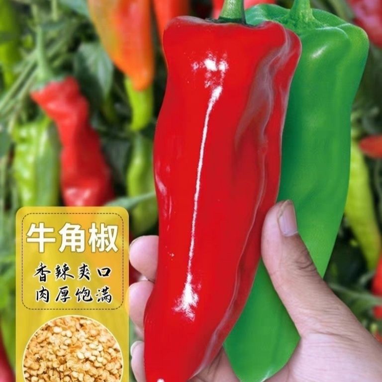 大果牛角椒种子青椒阳台庭院大果微辣蔬菜种子