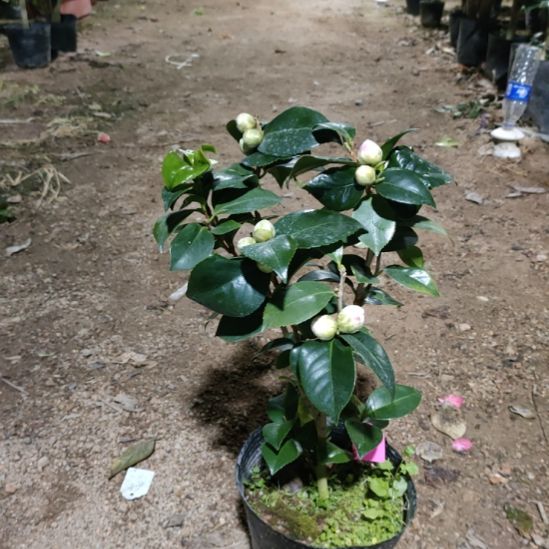 全部花苞十八学士