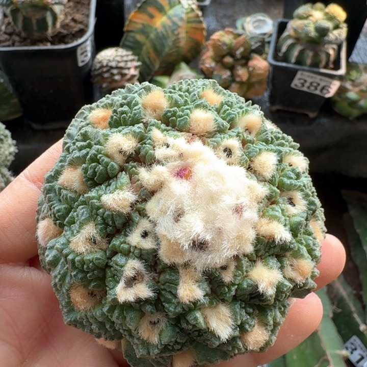 400小变尤龟甲牡丹