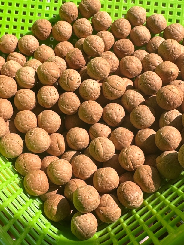 17号尺寸12共250多颗凤眼菩提散籽