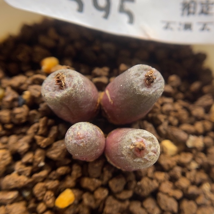 4头猪皮，595号……1111111