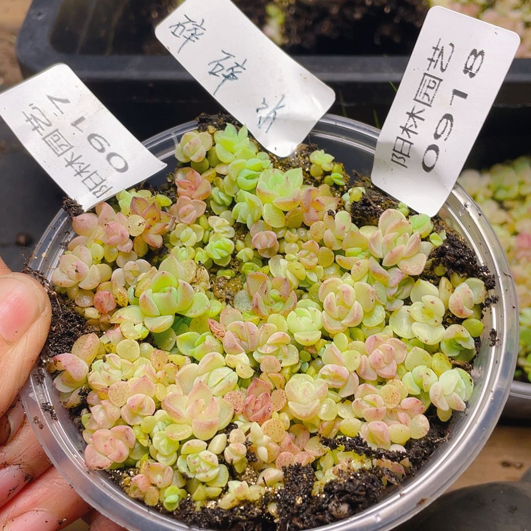 量拍多肉植物多肉植物917