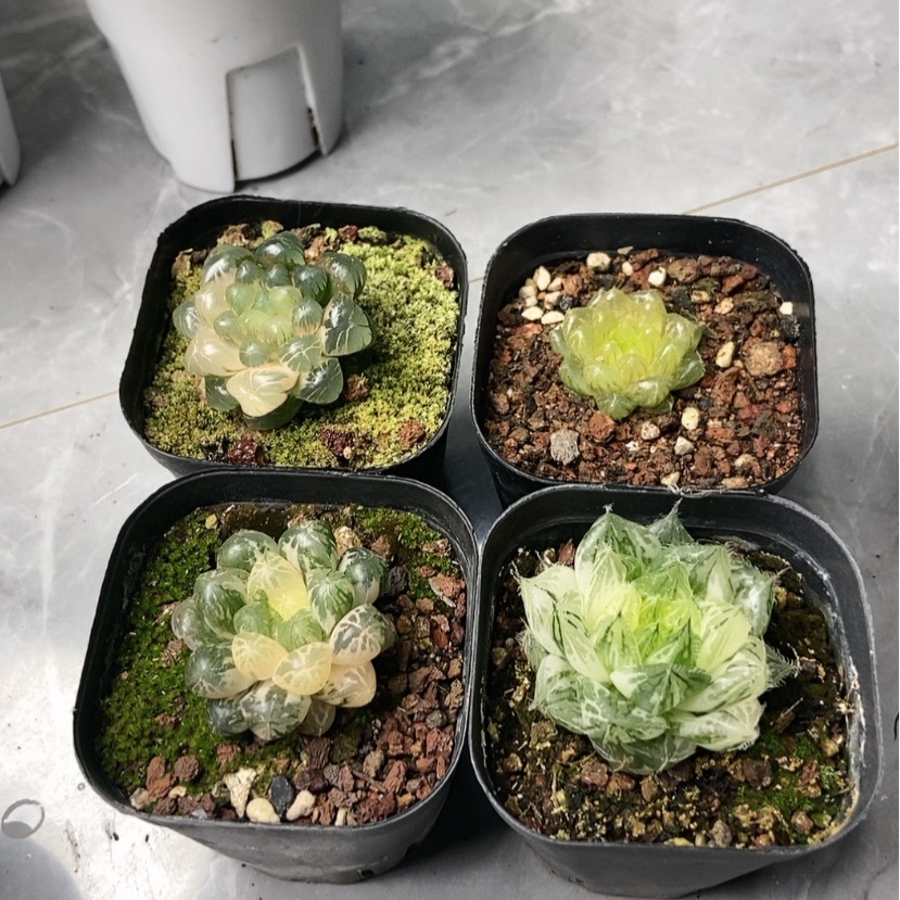 【闪购商品】姬原始种冰川塑料皮6