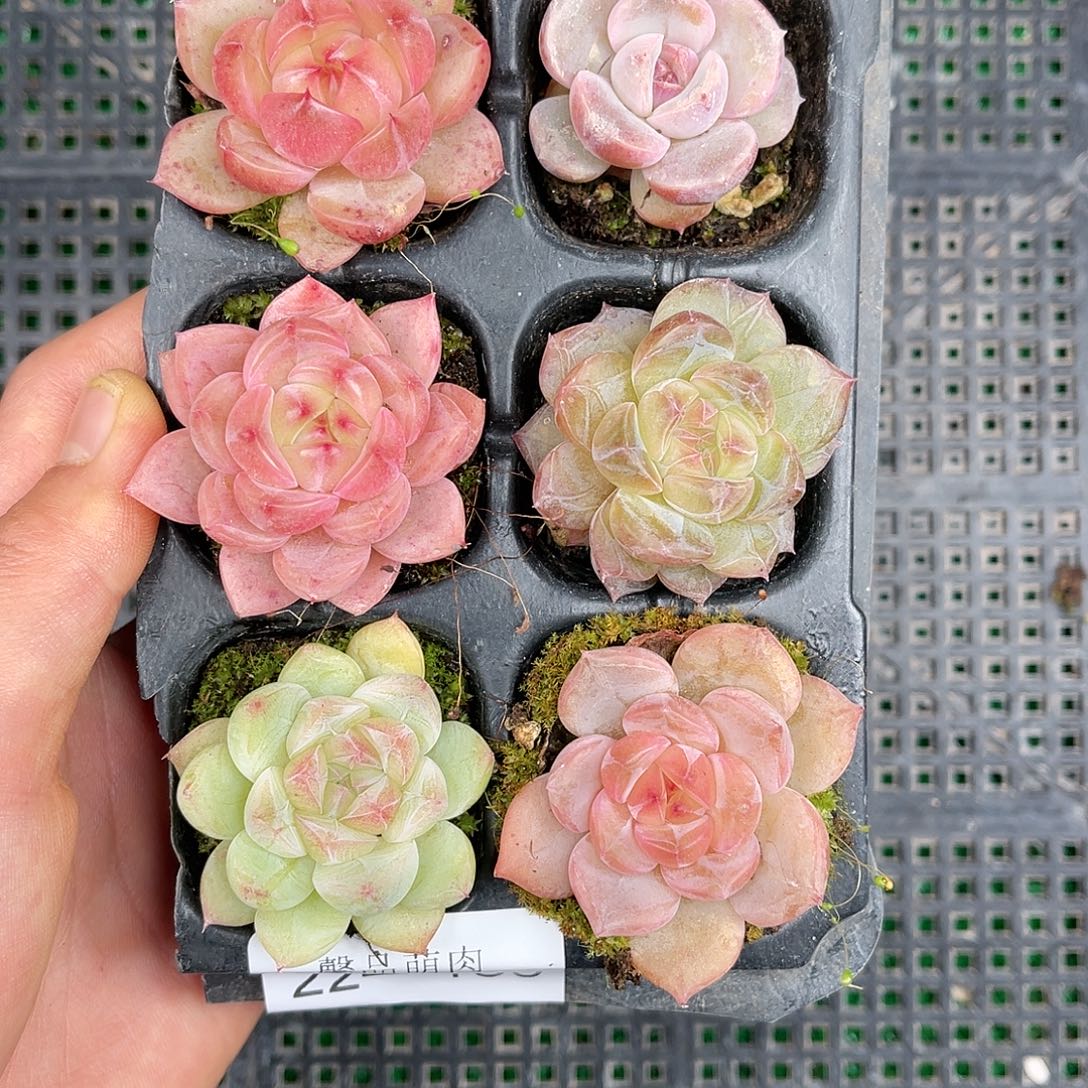 多肉一物一拍22-130