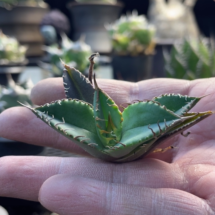 【闪购商品】星空。  