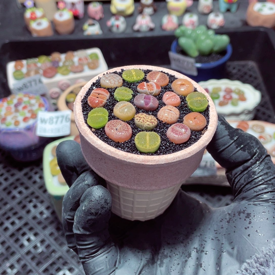 w8780--带盆土发货，零下地区拍保温箱