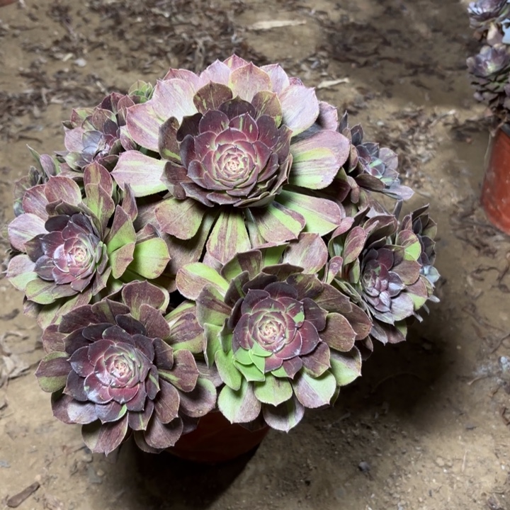 多肉植物法师花月夜9