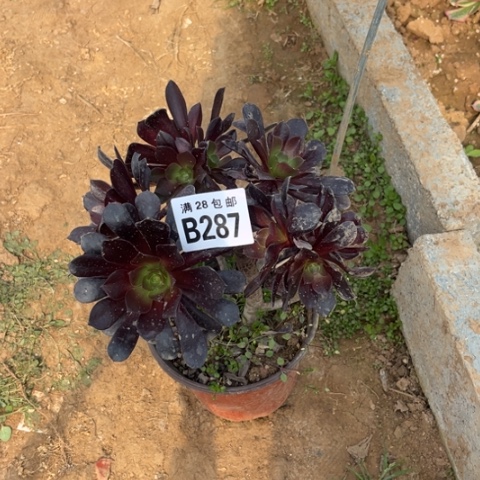 287欧紫不包断枝