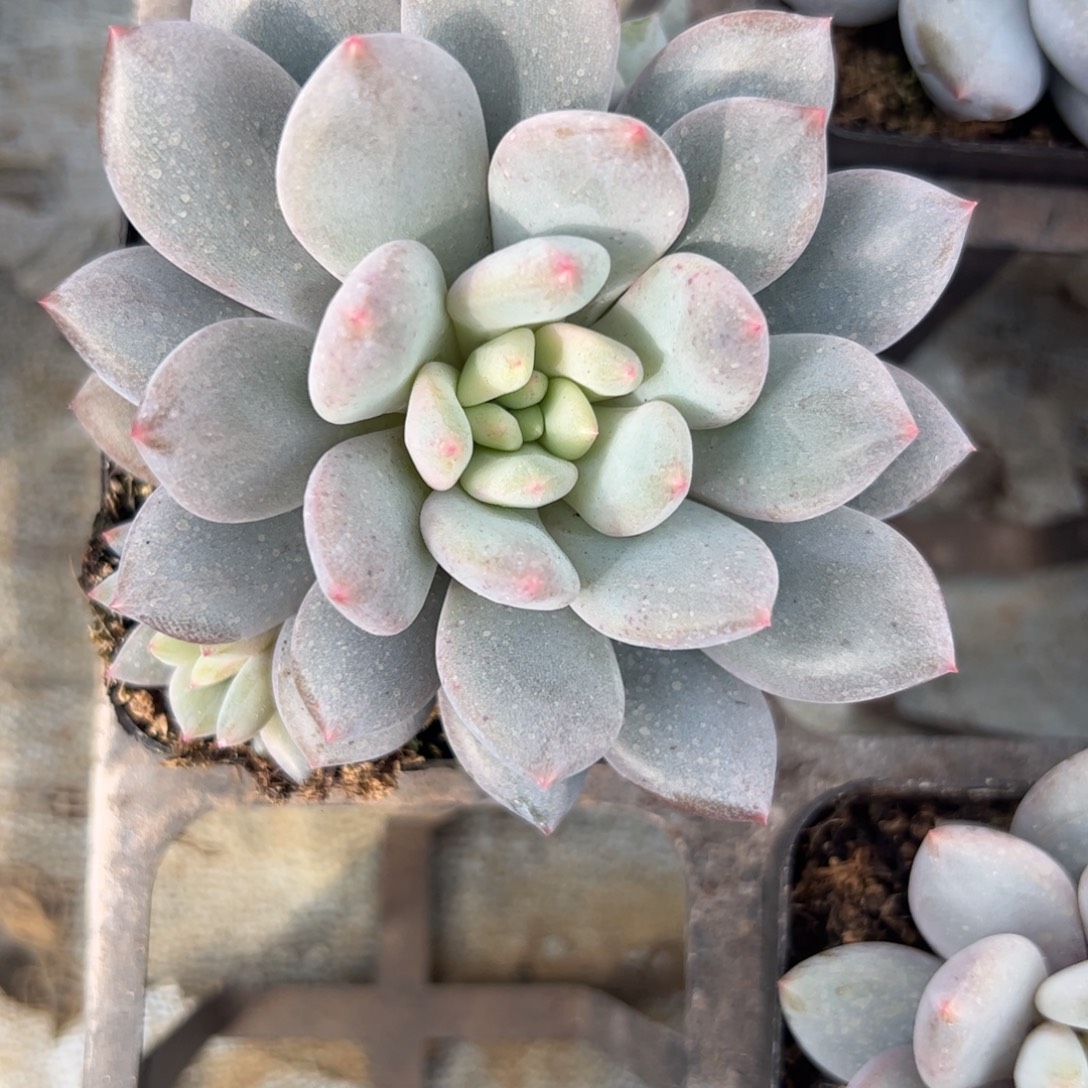 多肉植物凯普顿多肉