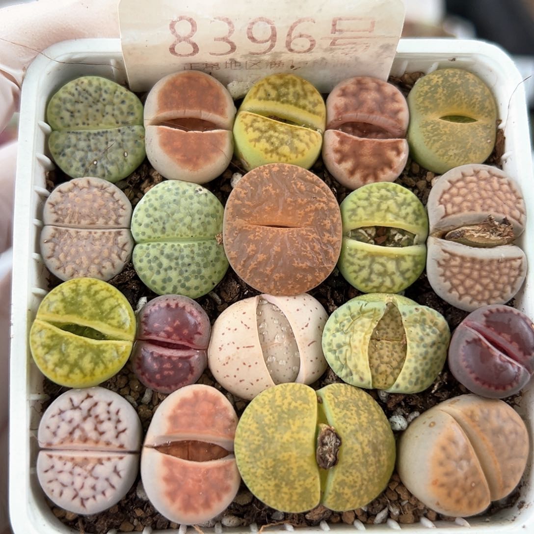 好养易活生石花大母本8396