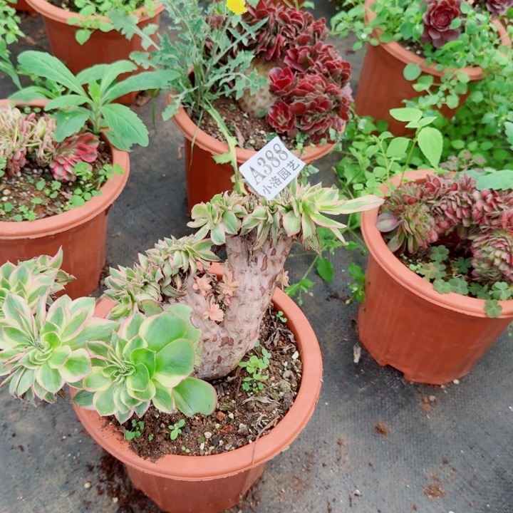 388青莲缀化多肉植物