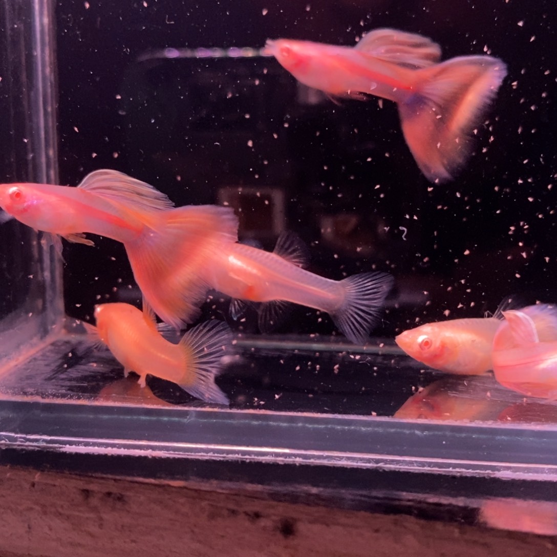 孔雀鱼金粉世家三对