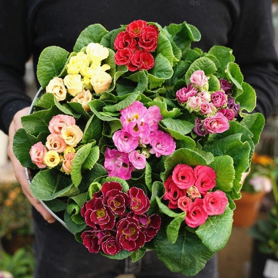 [玫瑰报春花] 11cm盆 带花苞耐寒四季开花卉盆栽庭院阳台好养活