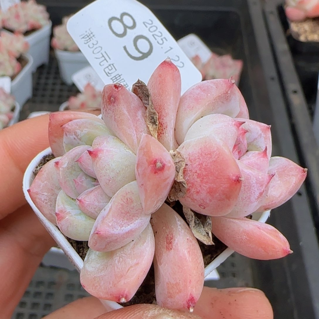 白体如梦令双头一颗