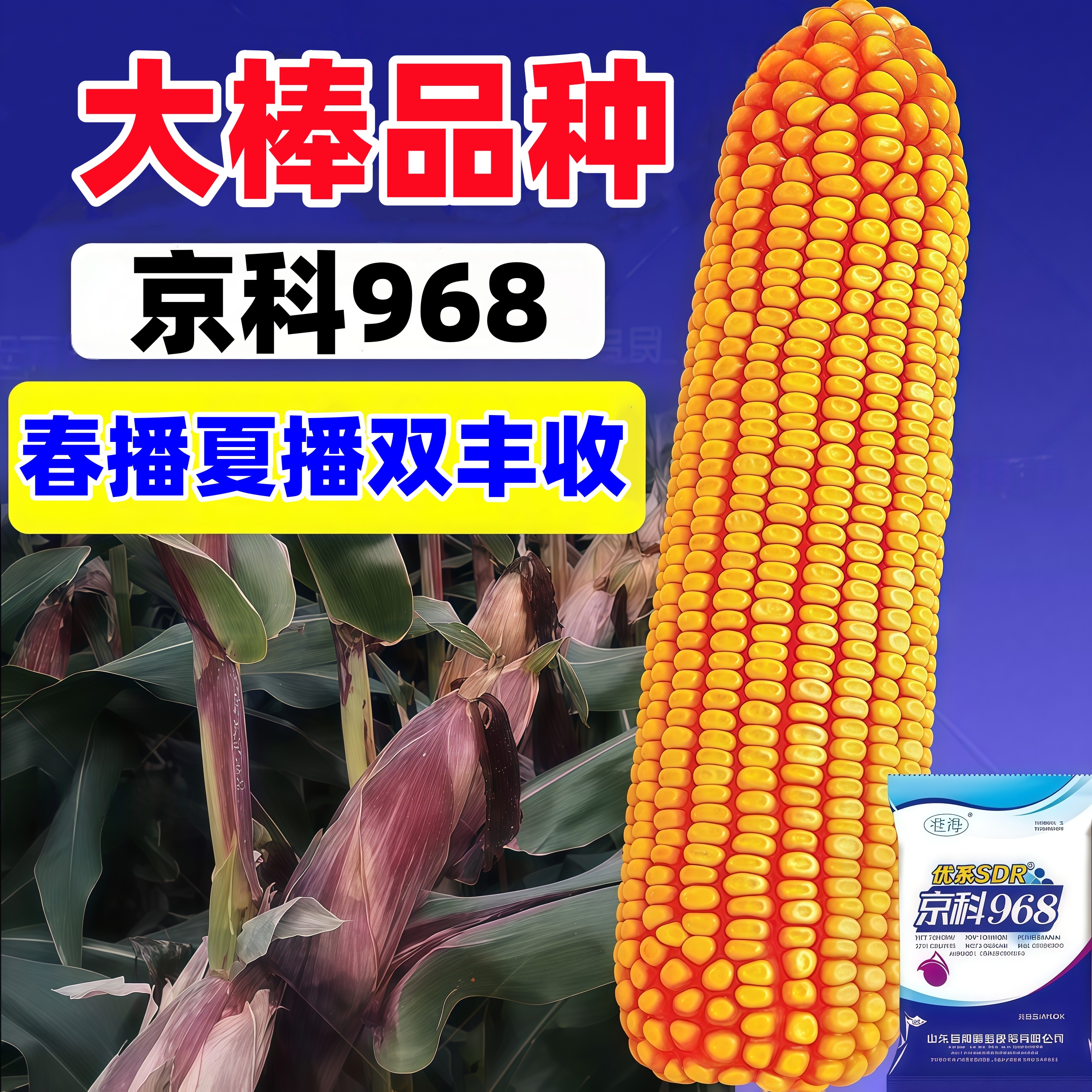 国审高产玉米种正品京科968高产稳产南北通种登海优系SDR版