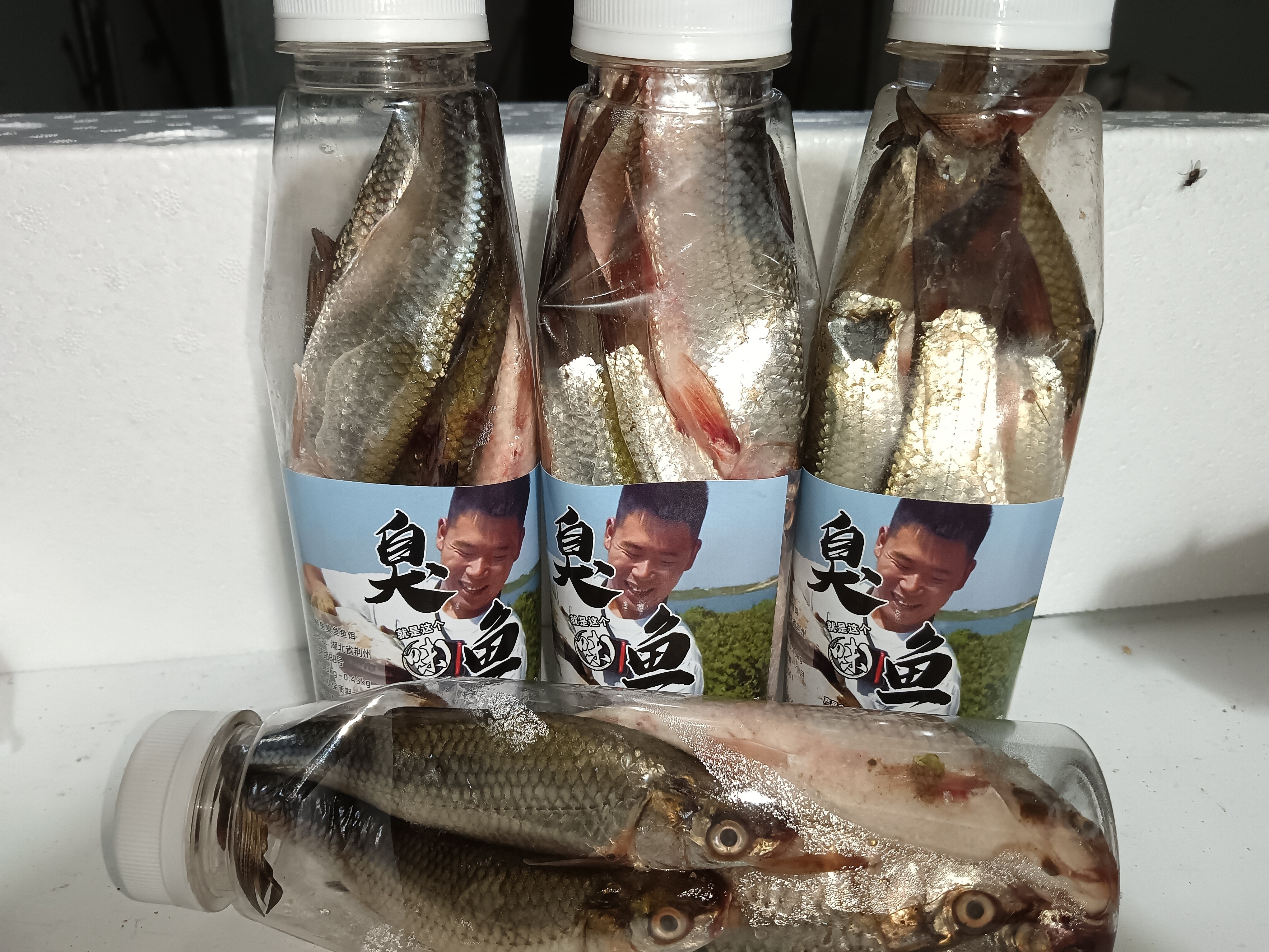 小个体臭鱼钓鲶鱼