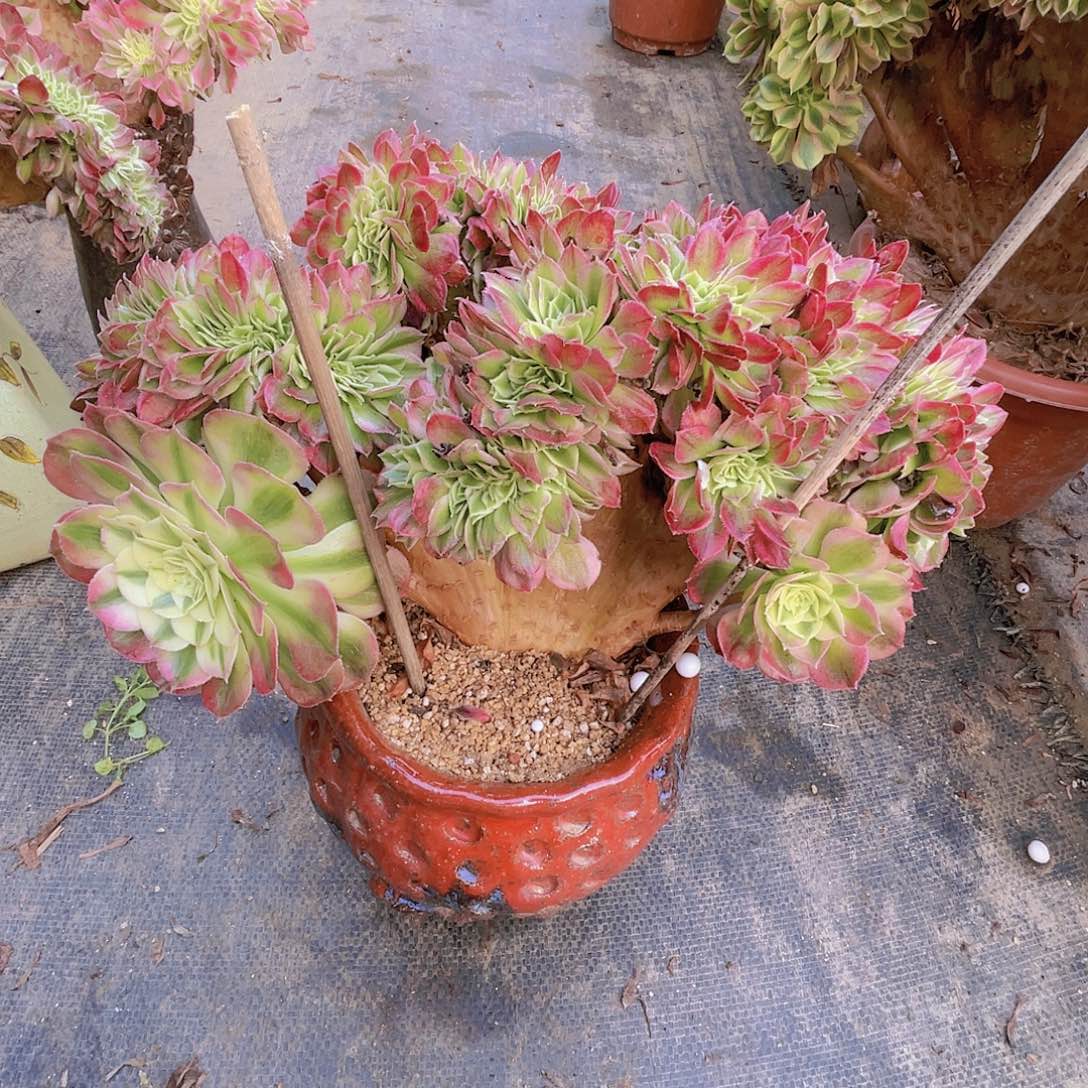 【闪购商品】无花朵?****?表白