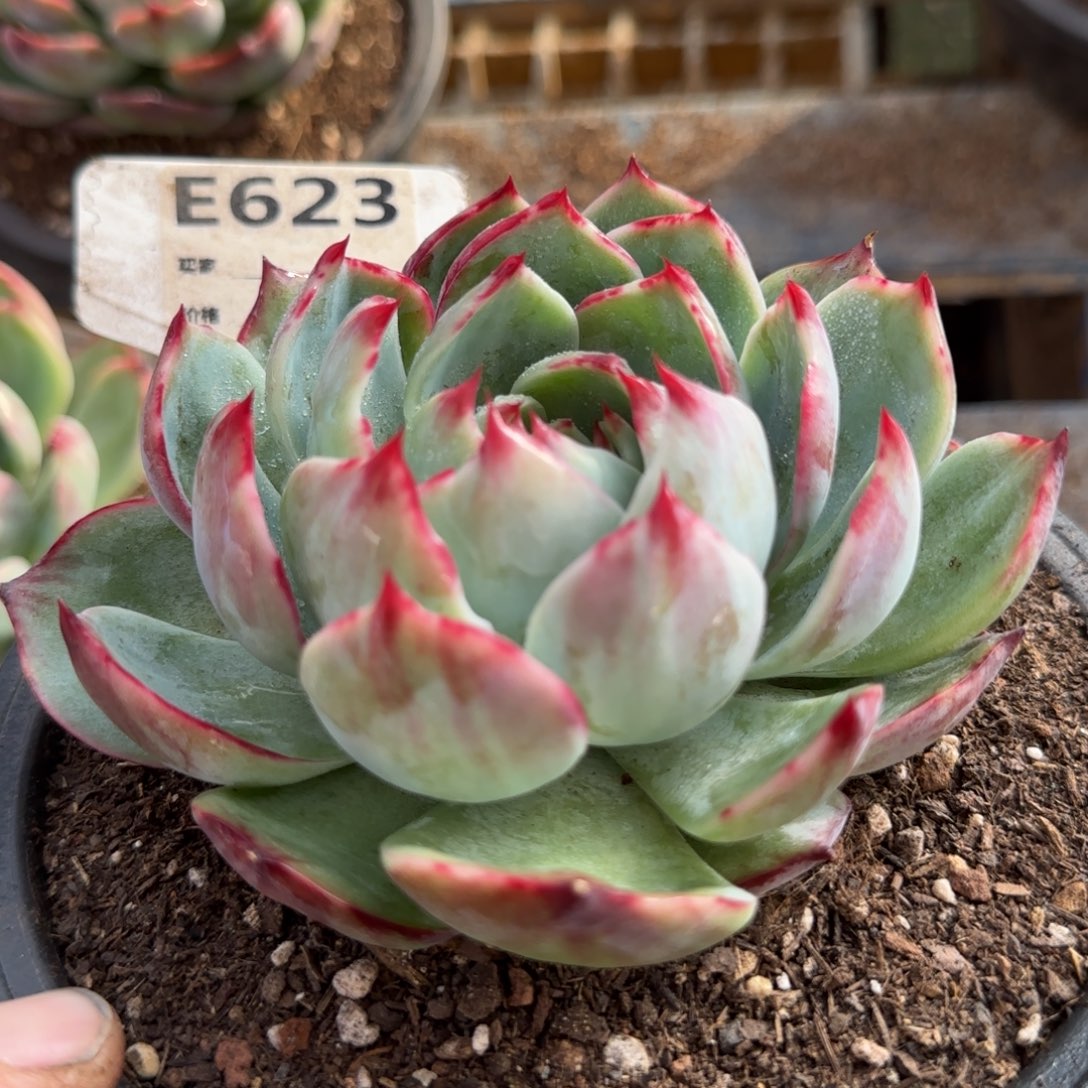 惊鸿一物一拍包装收缩花旱623