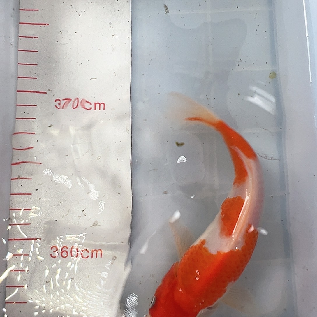 锦鲤鑫泓锦鲤养殖