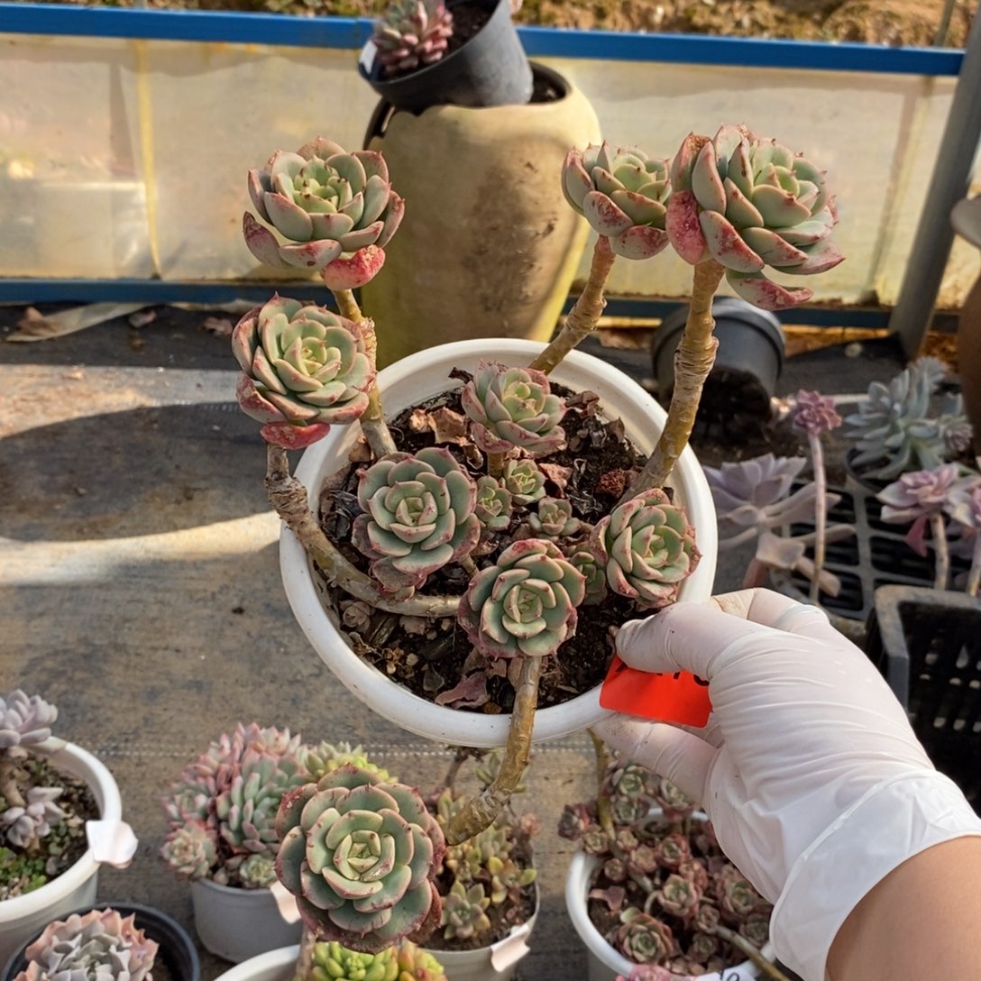 175尼可莎拉玫瑰一物一拍