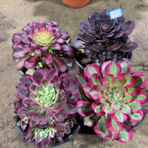 270多肉植物组合