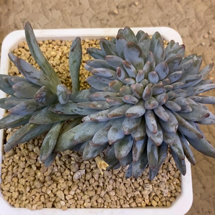 咱***肉88888888888888888