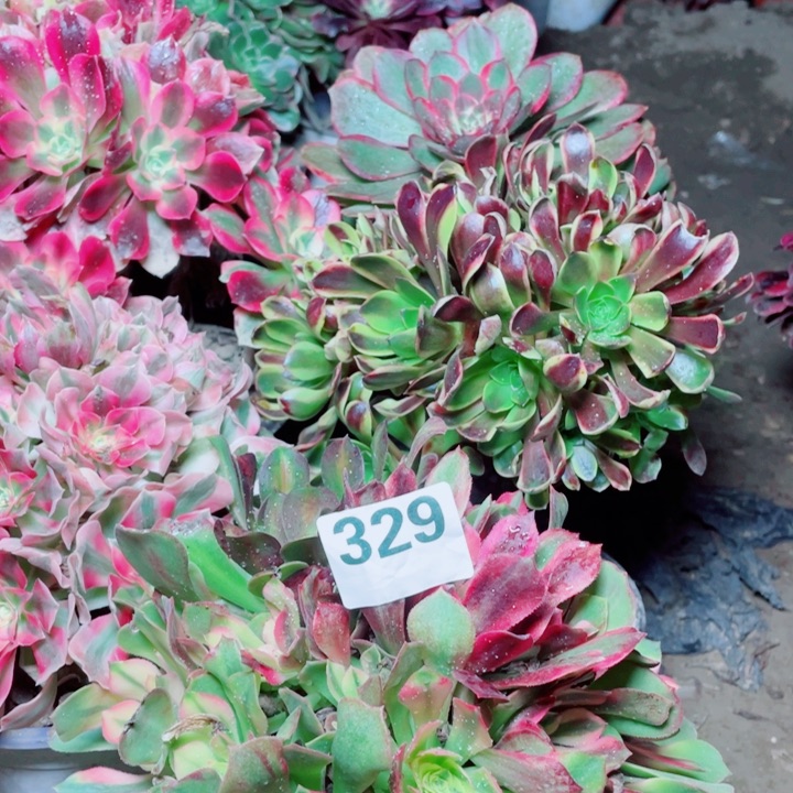 多肉植物组合329