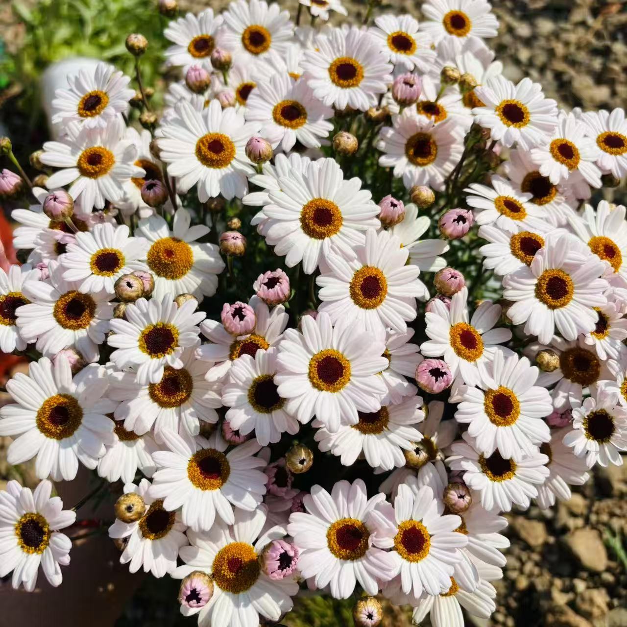 【白色玛格丽特150盆】花卉盆栽（好看好养耐寒，花期长，多年生）