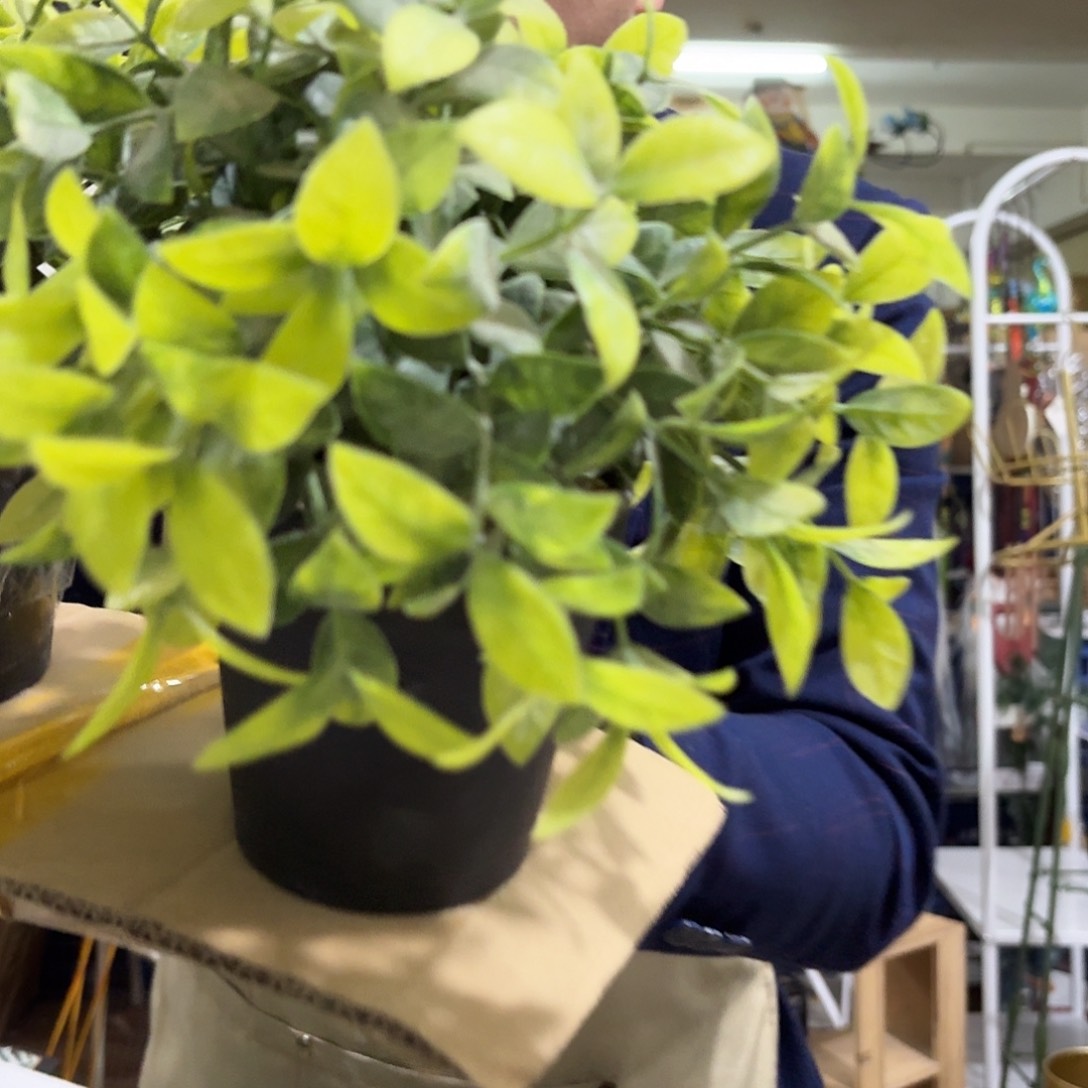 核桃木/黑胡桃（胡桃木）