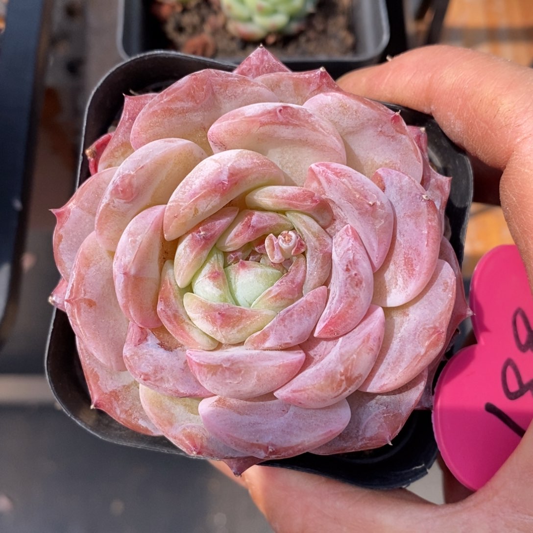 精品多肉一物一拍不包整189