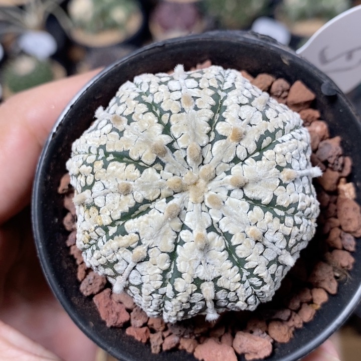 57号实生超兜5.2cm