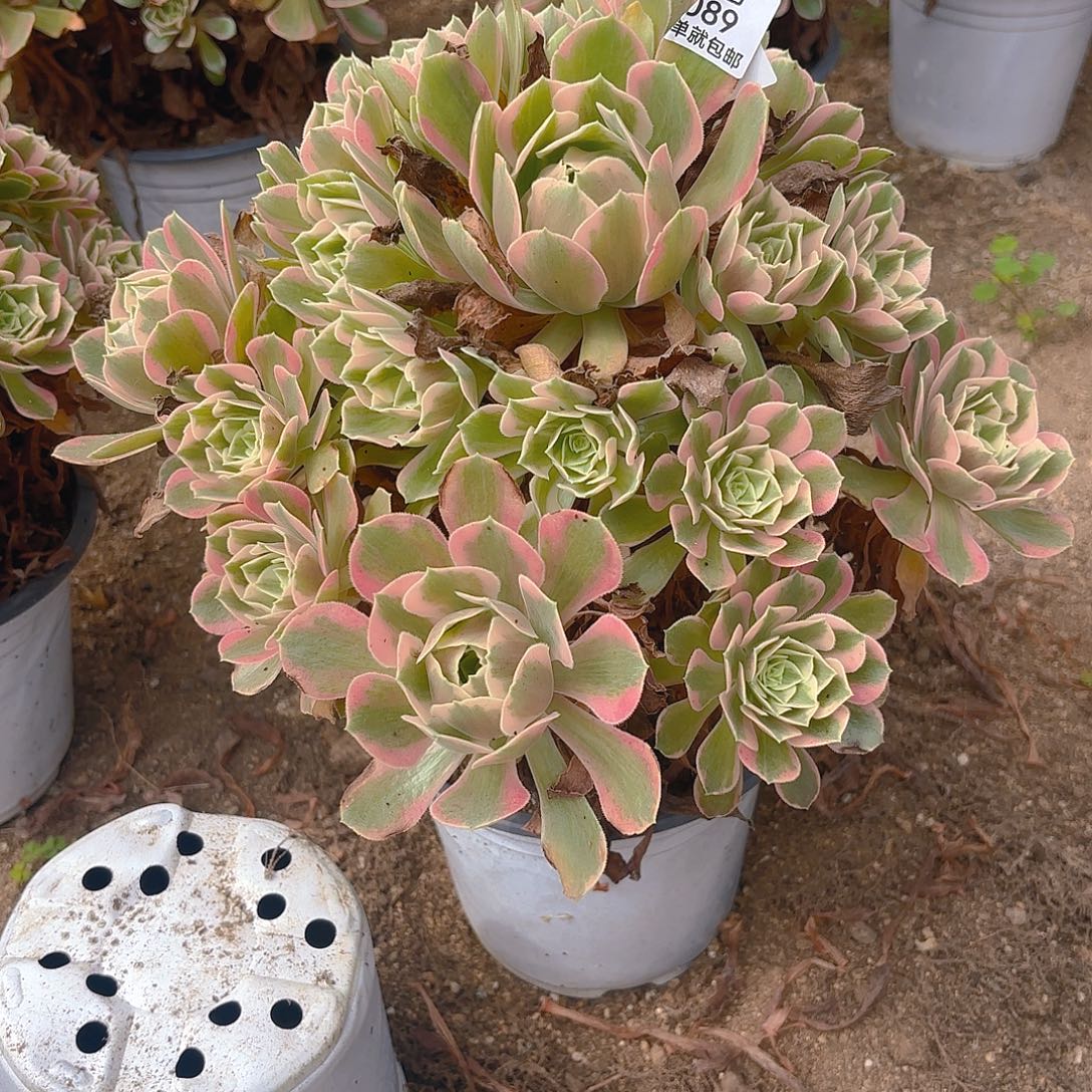 女妖多肉植物五号89