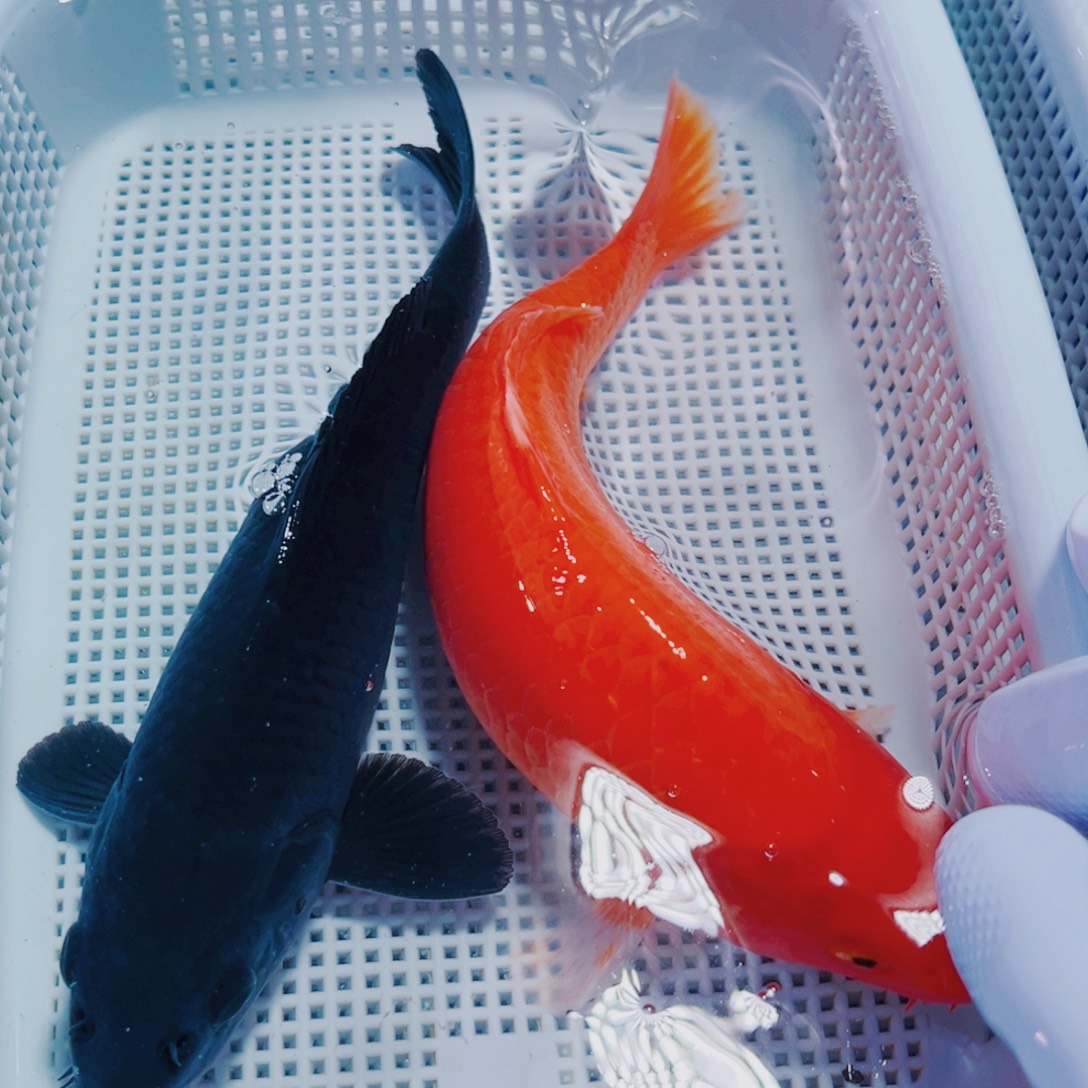 锦鲤16-18 1黑1红锦鲤冷水观赏