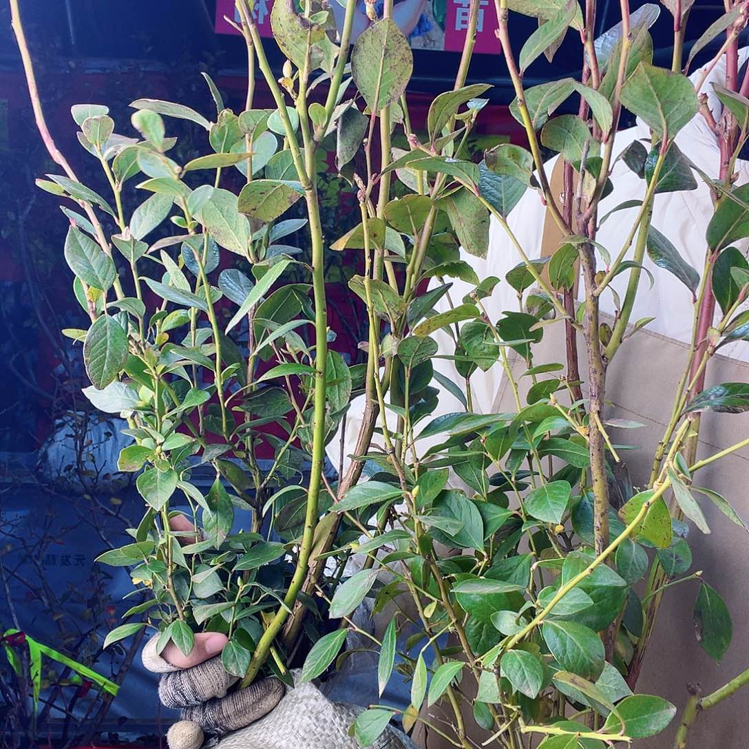 完全开放大果纯t可甜蓝莓