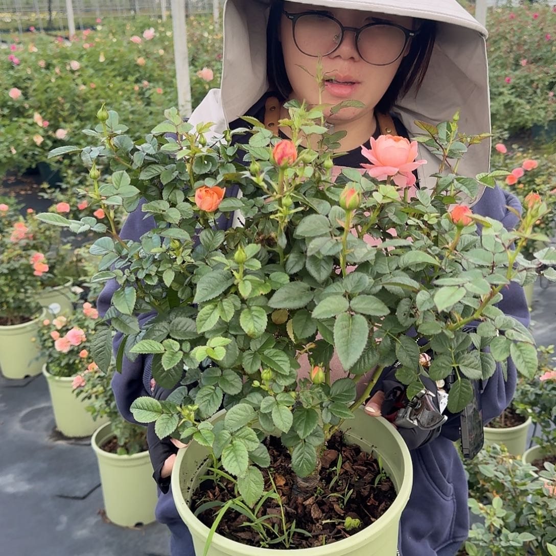 杏色果汁3加仑根接苗