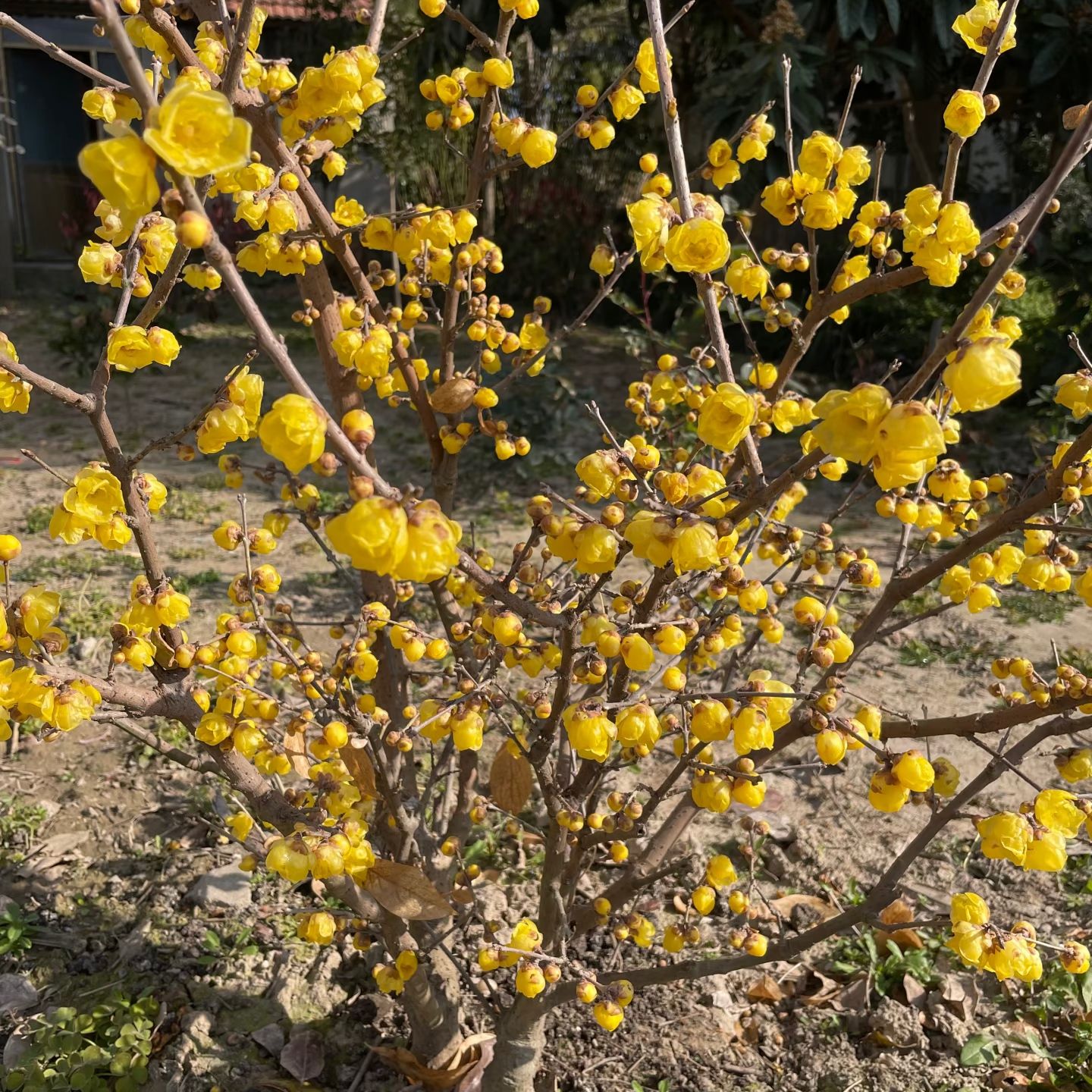 腊梅植物一物一拍不退不换