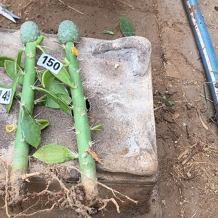 花***王150➕149嫁接习志野