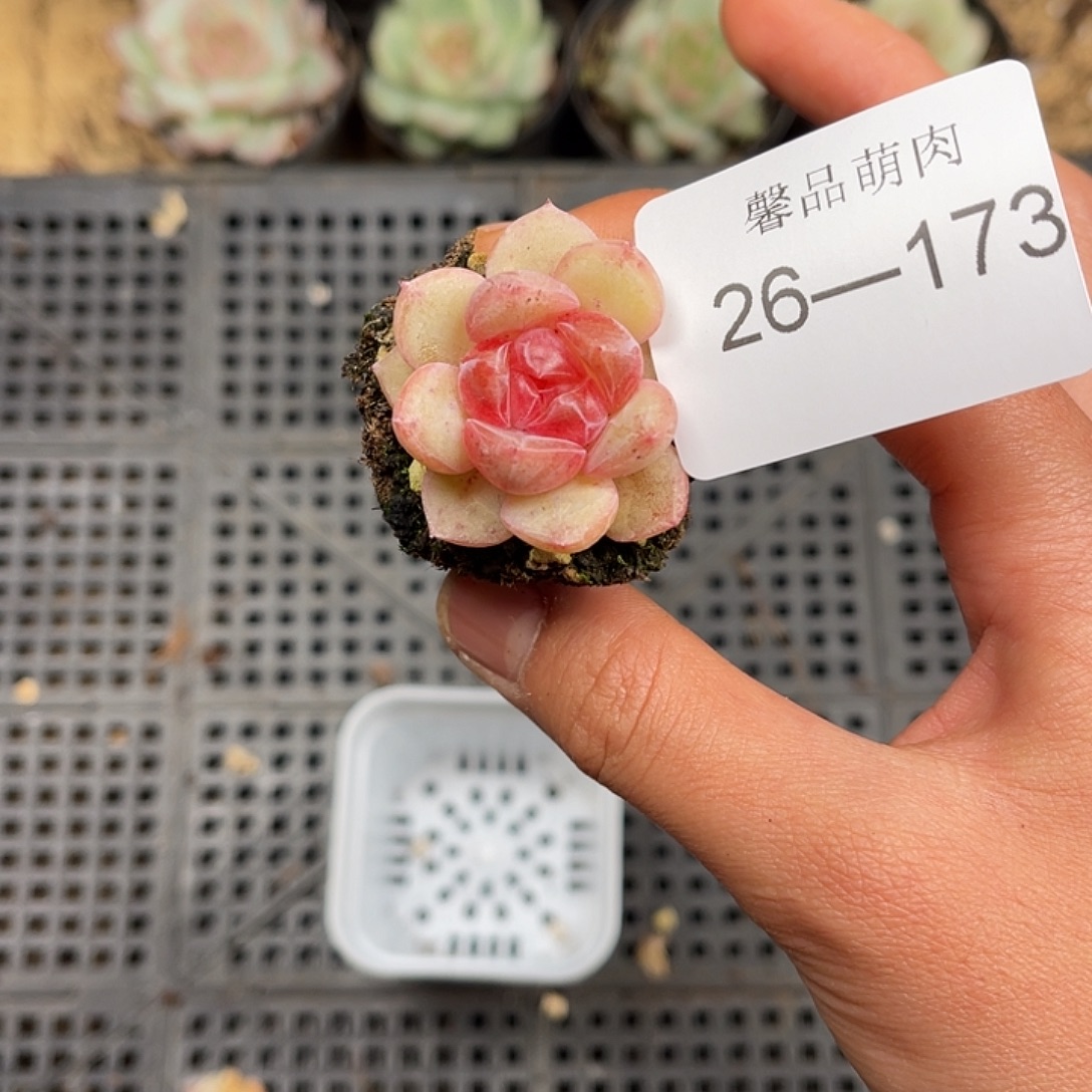 多肉一物一拍26-173